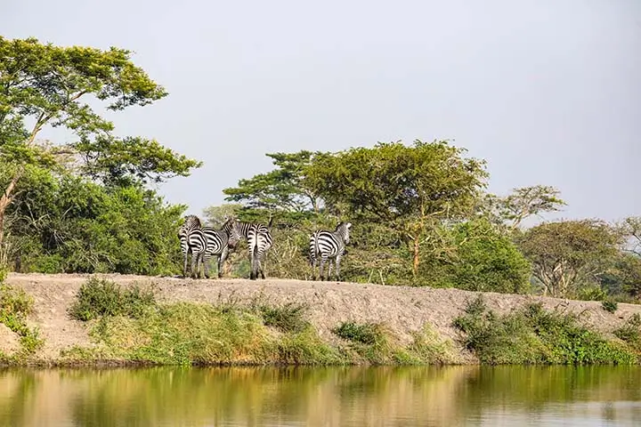 Zebras on the water bank